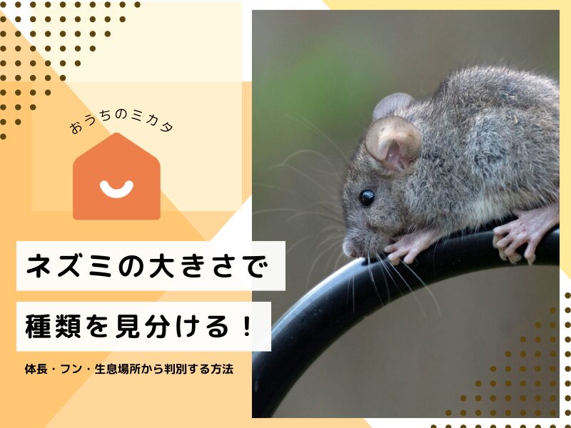 mouse-body-length.jpg