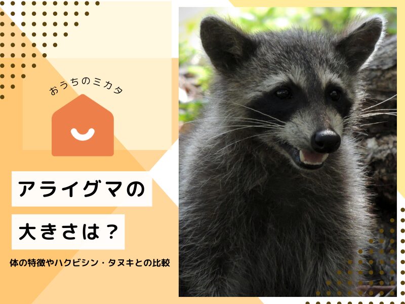 アライグマの大きさは？体の特徴やハクビシン・タヌキとの比較を解説