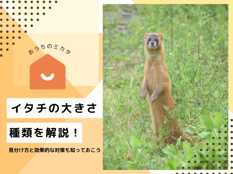 イタチの大きさ・種類を完全解説！見分け方と効果的な対策も知っ