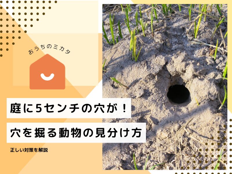 底に何か掘ってありますが不明 庭に5センチの穴が！穴を掘る動物の見分け方と正しい対策を解説