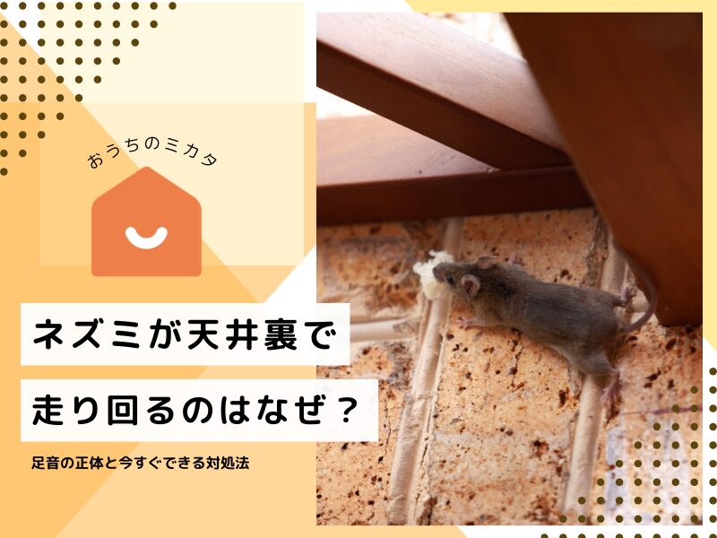 ネズミが天井裏で走り回るのはなぜ？足音の正体と今すぐできる対処法
