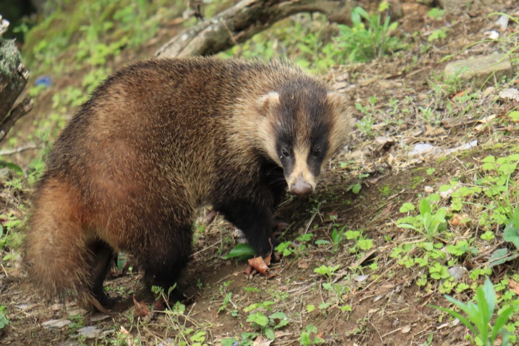 アナグマの画像