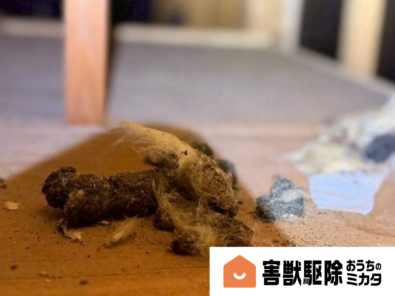 ハクビシンのフンの画像