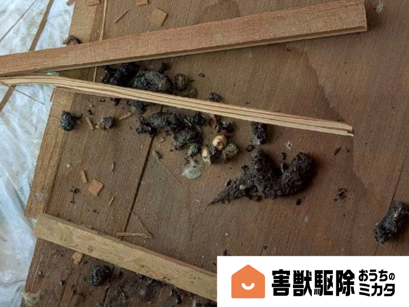 ハクビシンのフンの写真