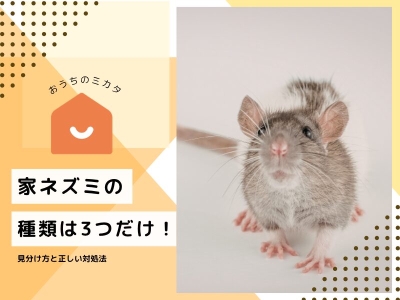 家ネズミの種類は3つだけ！クマネズミ・ドブネズミ・ハツカネズミの