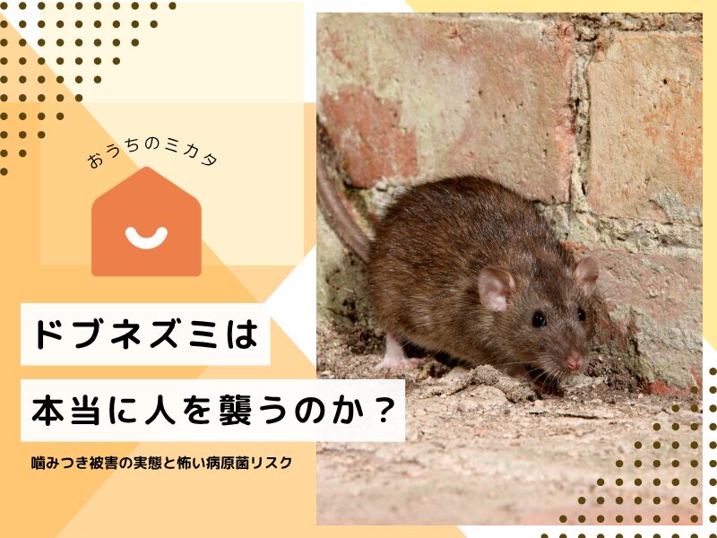 ドブネズミは本当に人を襲うのか？噛みつき被害の実態と怖い病原菌