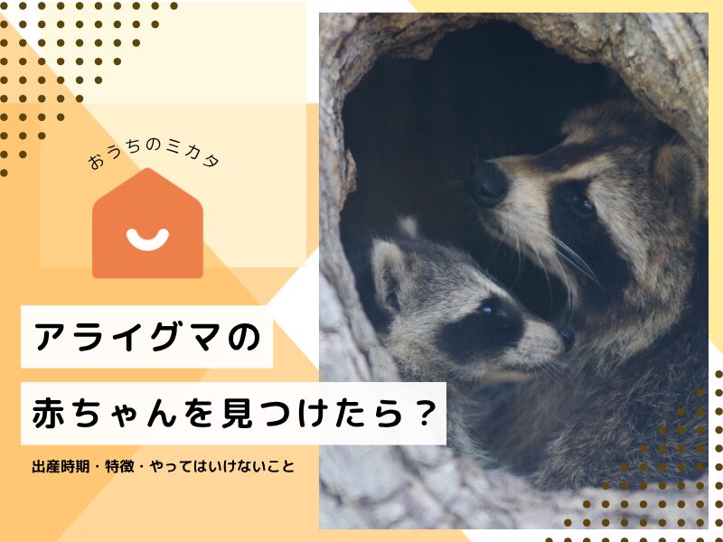 アライグマの赤ちゃんを見つけたら？出産時期・特徴・やってはいけない