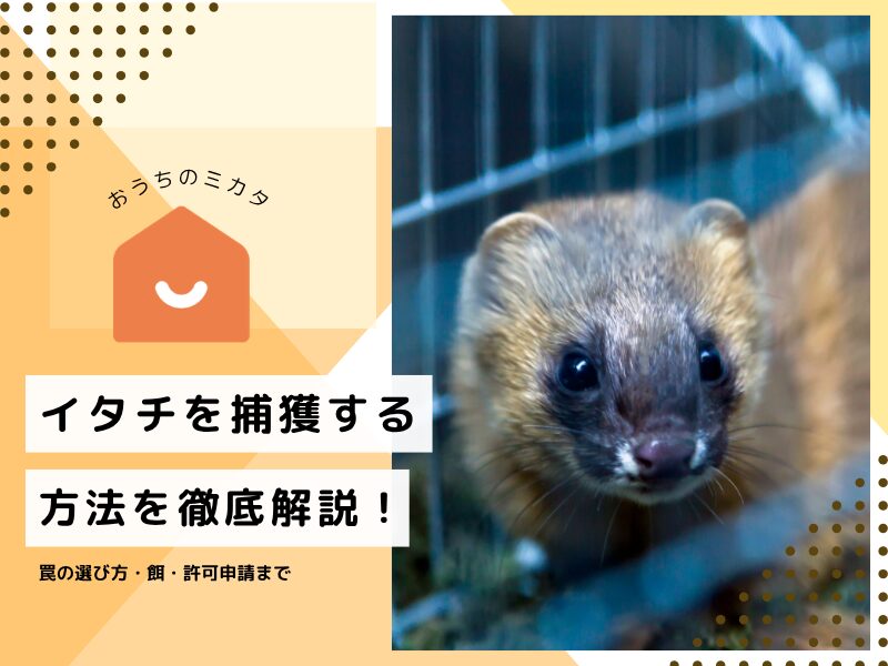 受け渡し者決まりましたイタチ捕り籠 イタチを捕獲する方法を徹底解説！罠の選び方・餌・許可申請まで