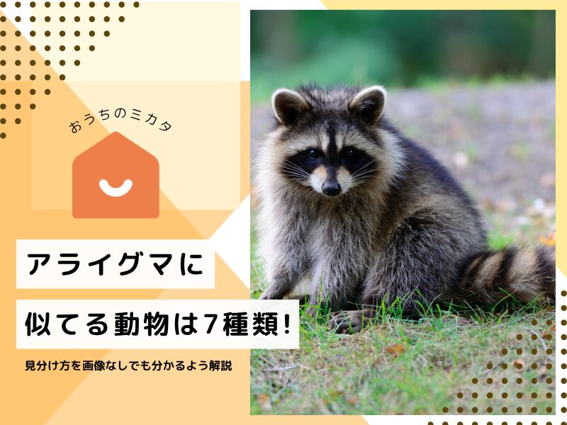 raccoon-resemble.jpg