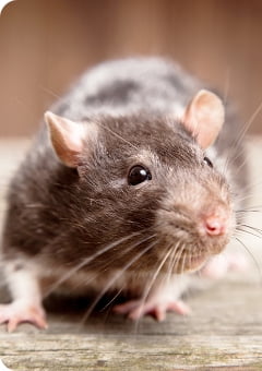 ネズミ