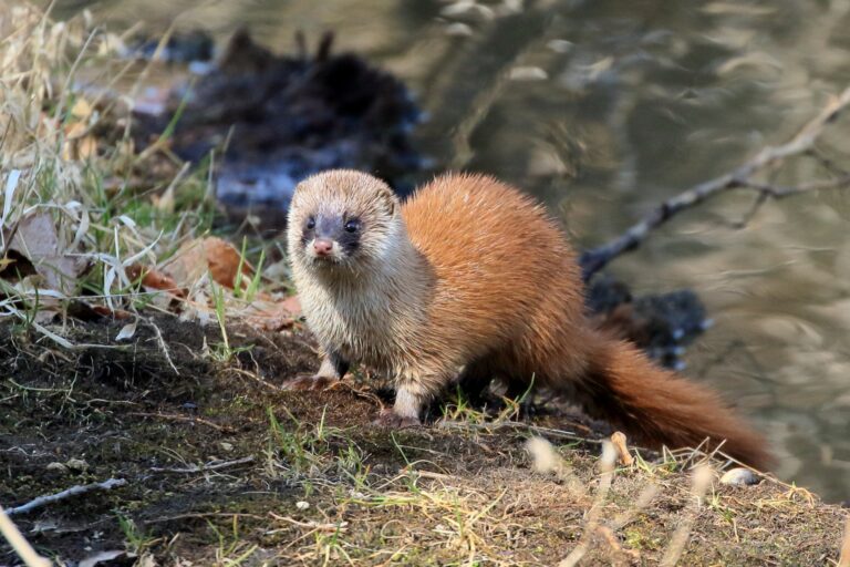 イタチの種類と分布を解説!見分け方や似ている動物との違いも紹介|おうちのミカタ