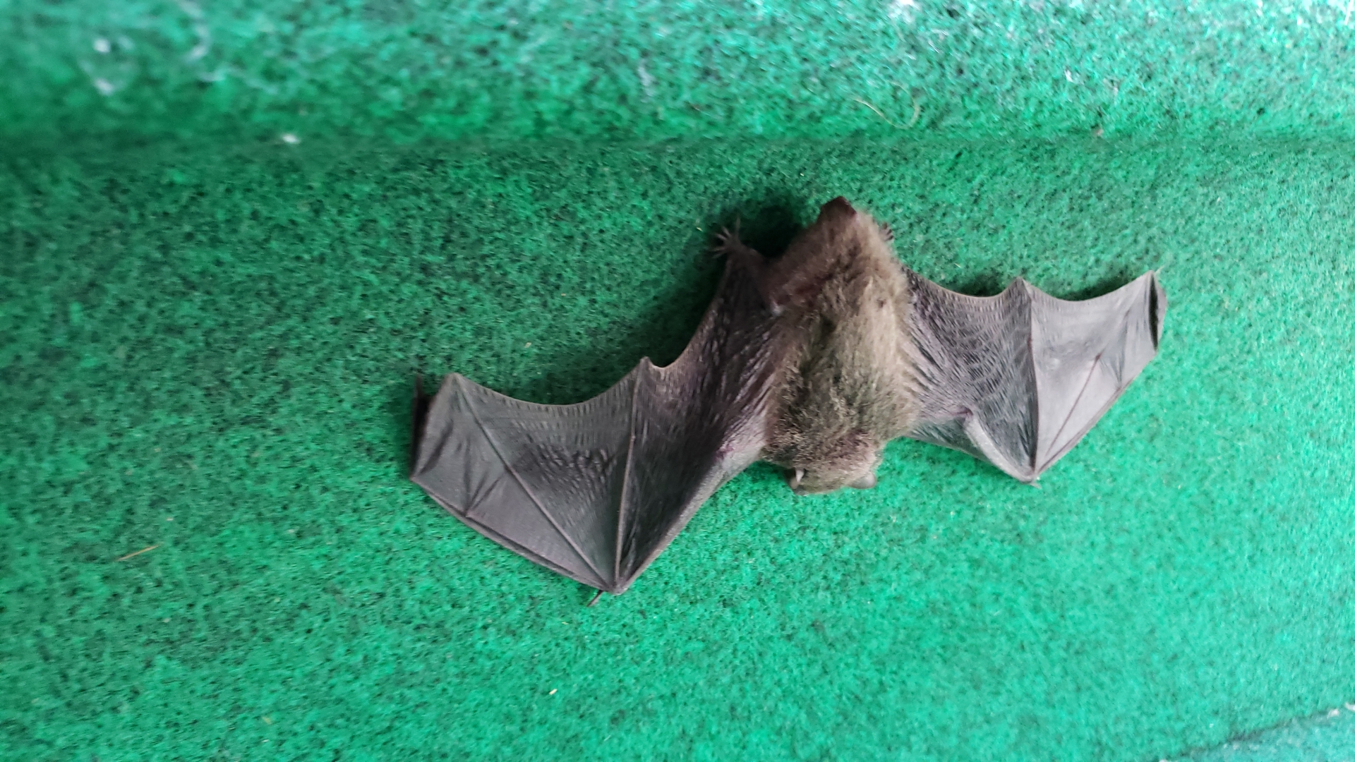 コウモリの死骸は燃えるゴミとして処理する?触ってはいけない理由も解説|おうちのミカタ