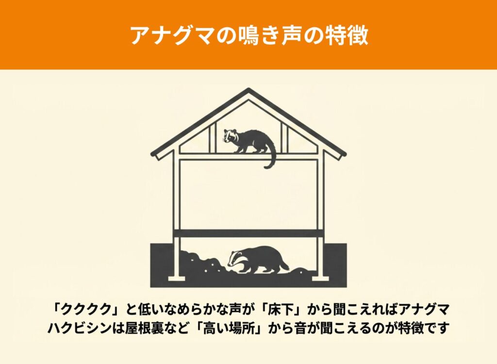 アナグマとの比較