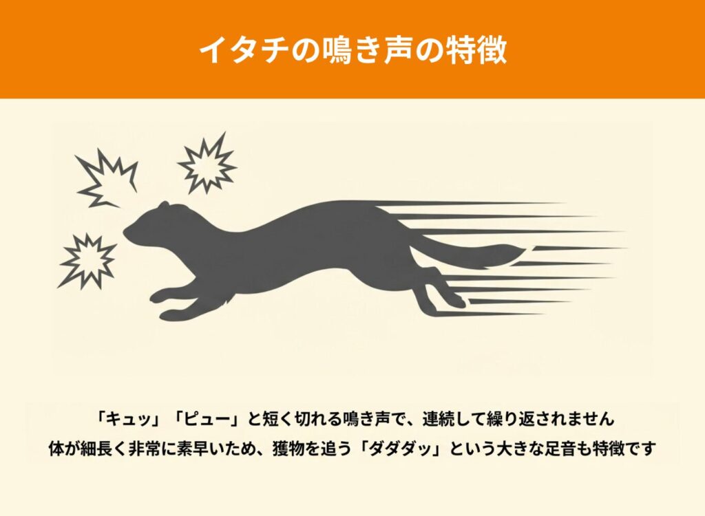 イタチとの比較