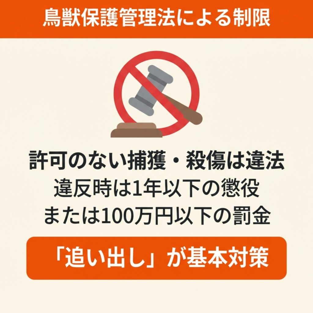 勝手に駆除できない鳥獣保護管理法によるコウモリの制限を示すイラスト。許可のない捕獲・殺傷は違法、追い出しが基本対策