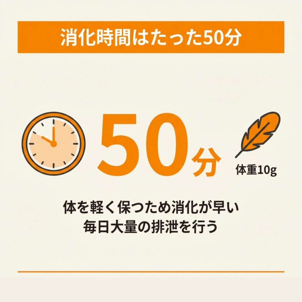 コウモリの消化時間がわずか50分であることを示すイラスト。体重10gの小さな体で毎日大量に排泄
