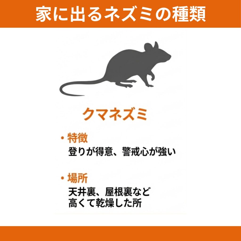 クマネズミの特徴と好む場所