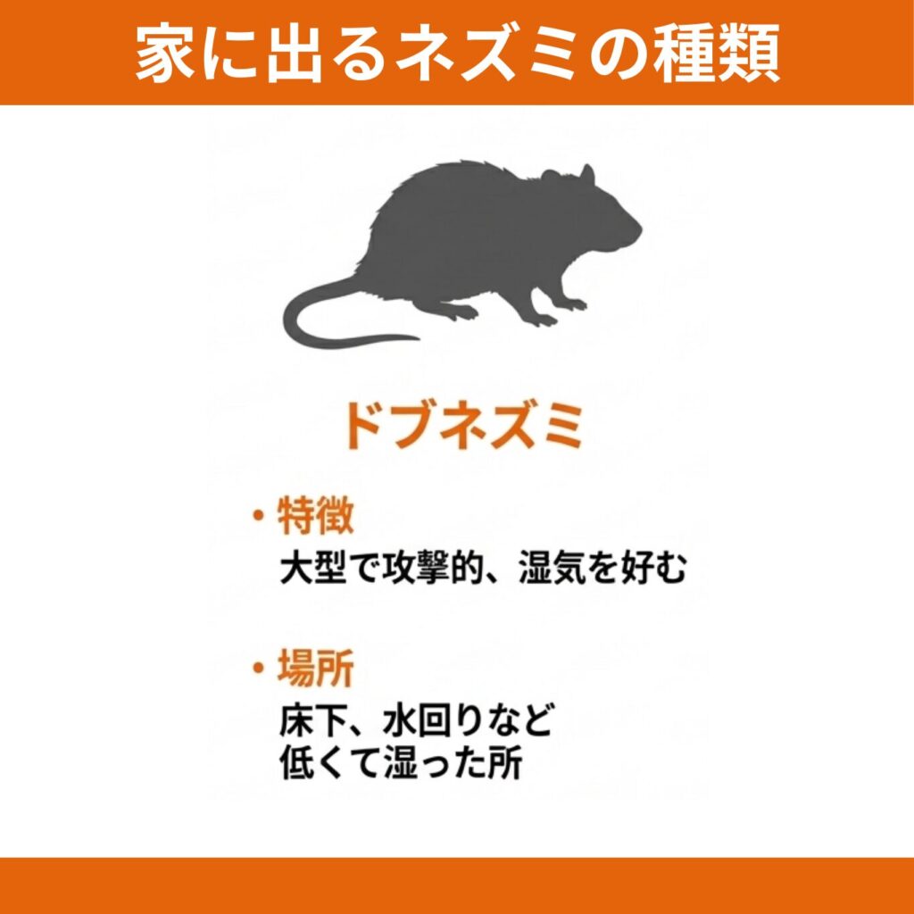 ネズミがいるか確かめる方法は？8つのラットサインと対処法｜おうちの