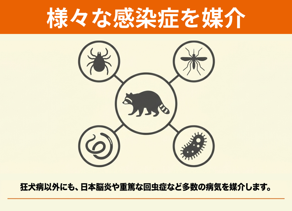 アライグマが媒介する狂犬病以外の病気・感染症とは?