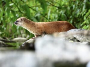 イタチの種類と分布を解説!見分け方や似ている動物との違いも紹介|おうちのミカタ