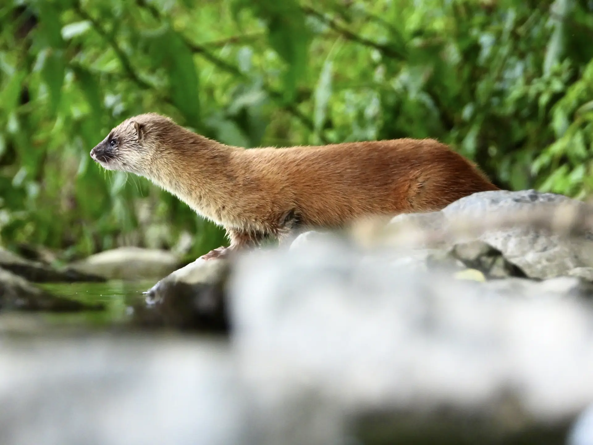 イタチの種類と分布を解説!見分け方や似ている動物との違いも紹介|おうちのミカタ