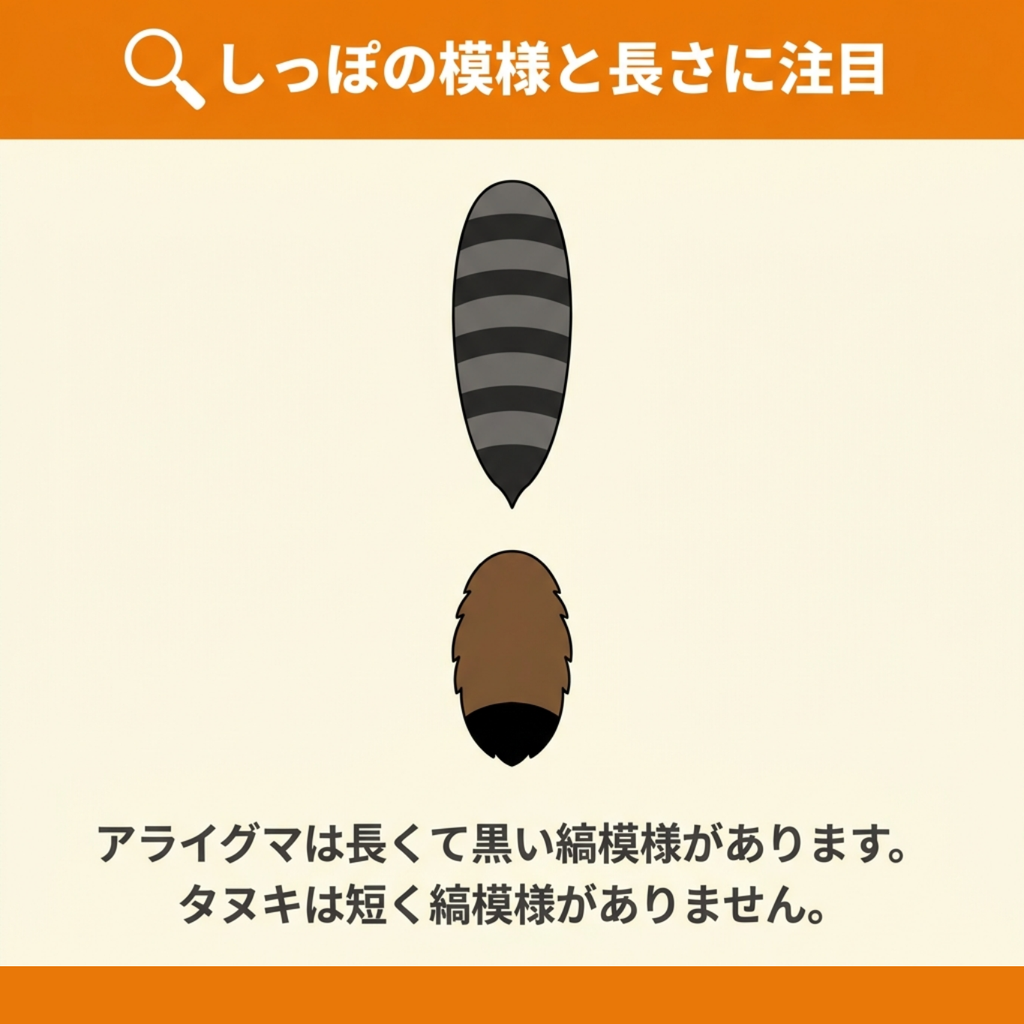 縞模様のある長いアライグマのしっぽと、縞模様がなく先端が黒い短いタヌキのしっぽを並べて比較したイラスト
