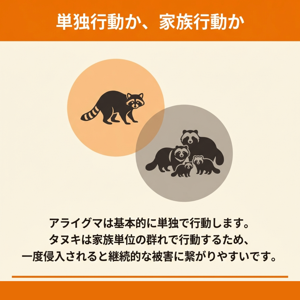 単独で行動するアライグマと、家族単位の群れで行動するタヌキの社会性の違いを示した図