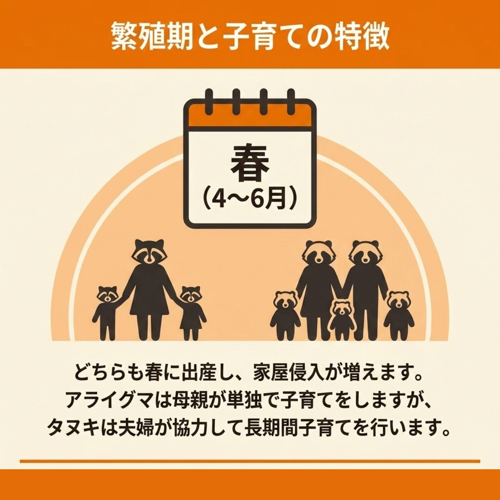 春（4〜6月）に出産し、母親が単独で子育てするアライグマと夫婦で協力して子育てするタヌキを比較した図