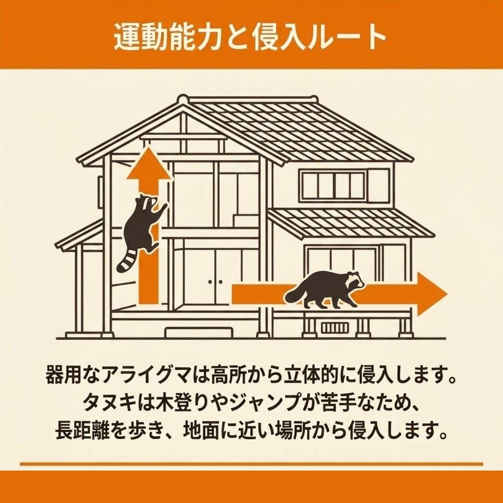 壁を登り高所から侵入するアライグマと、地面を歩いて低い場所から侵入するタヌキの経路を家屋の断面図で示した図