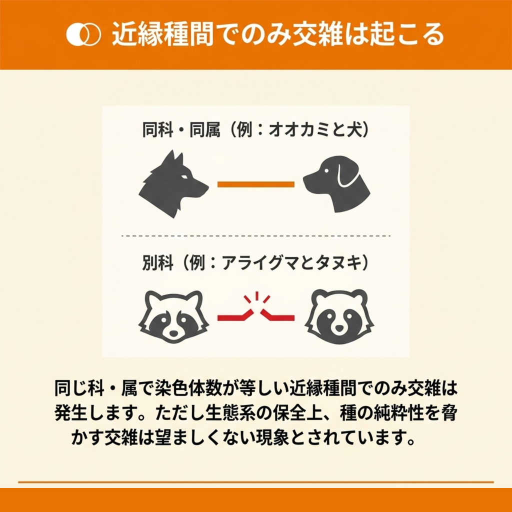 同科・同属のオオカミと犬では交雑が起こるが、別科のアライグマとタヌキでは起こらないことを示した図