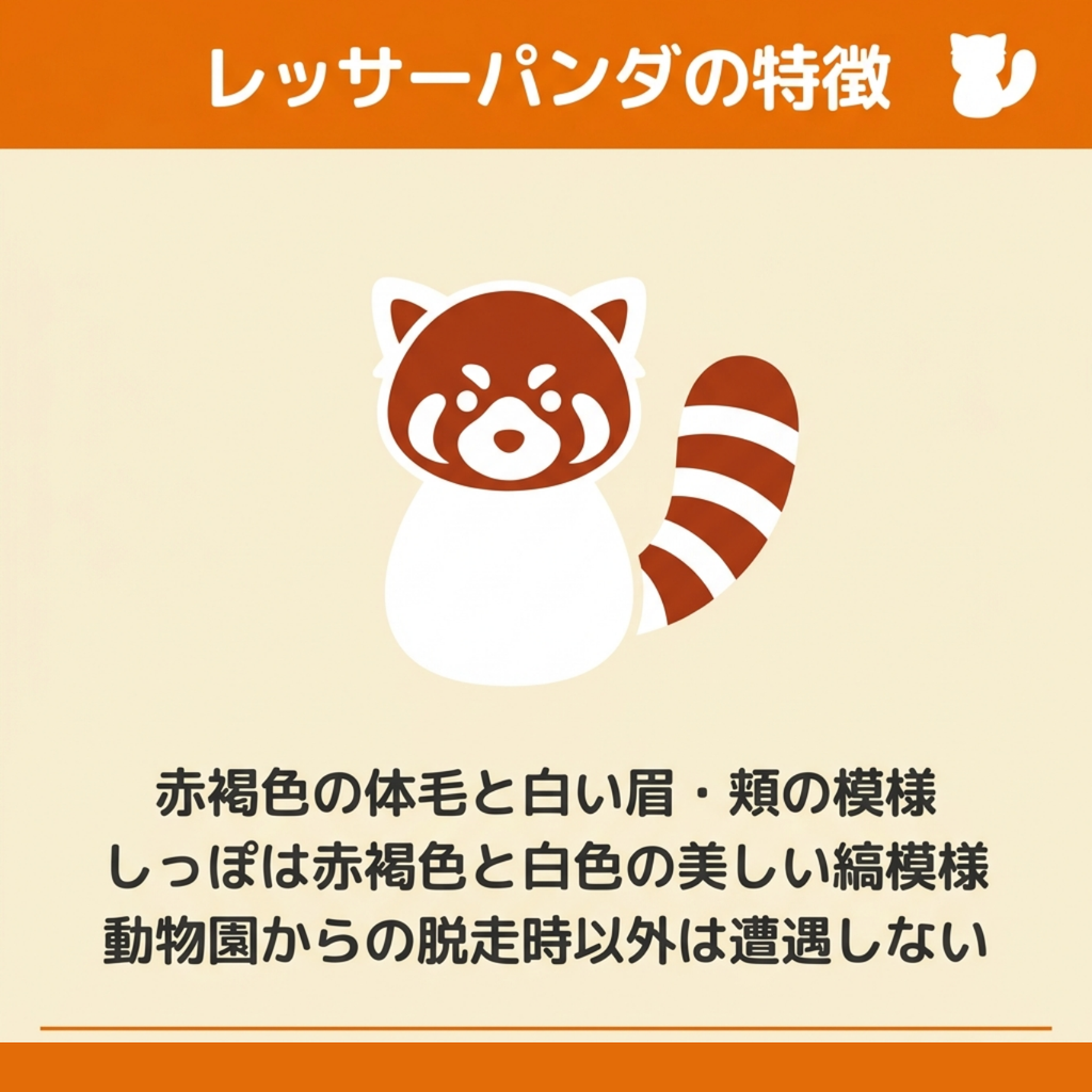 赤褐色の体毛と白い眉・頬の模様、赤褐色と白の縞模様のしっぽを持つレッサーパンダのイラスト