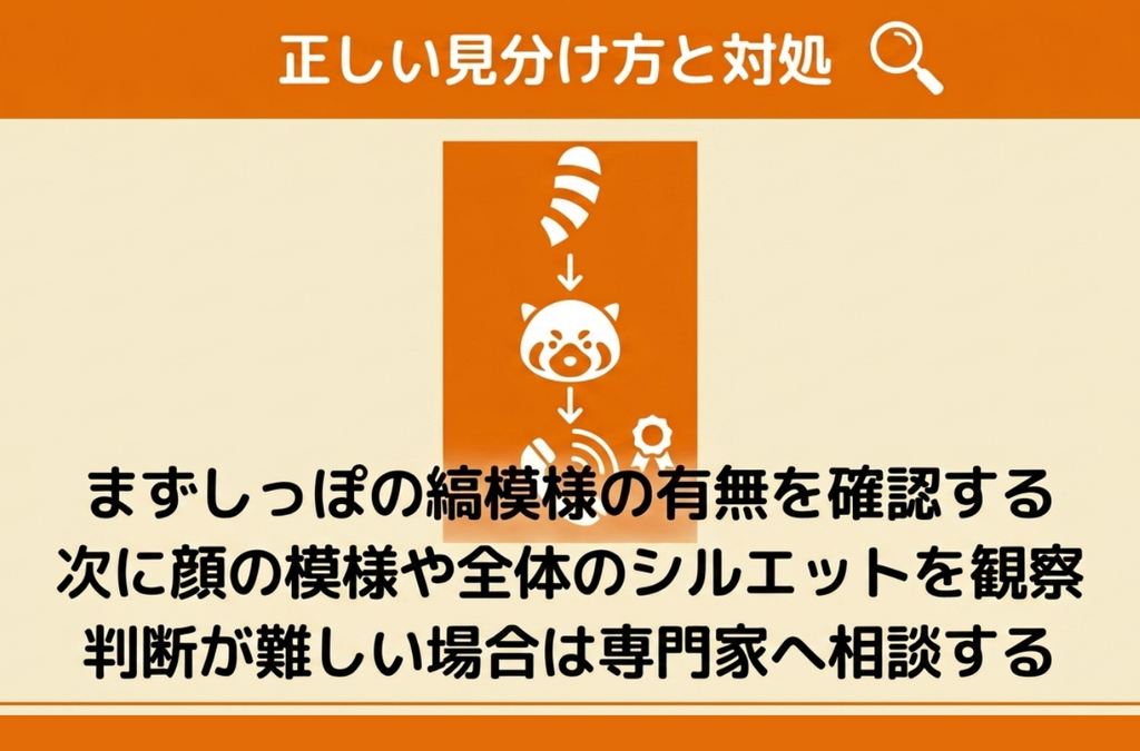 しっぽの縞模様、顔の模様、全体のシルエットの順に観察し、判断が難しい場合は専門家へ相談する手順を示した図