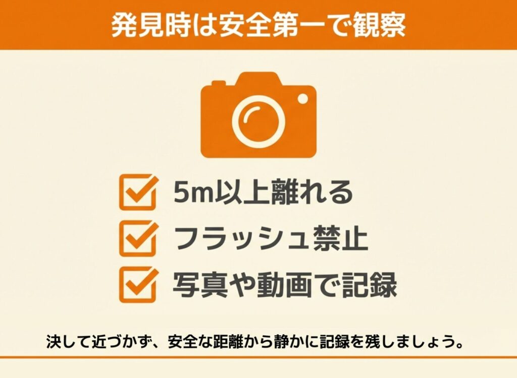 野生動物発見時の安全対策として、5m以上離れること、フラッシュ禁止、記録を残すことの重要性を説く観察ガイド