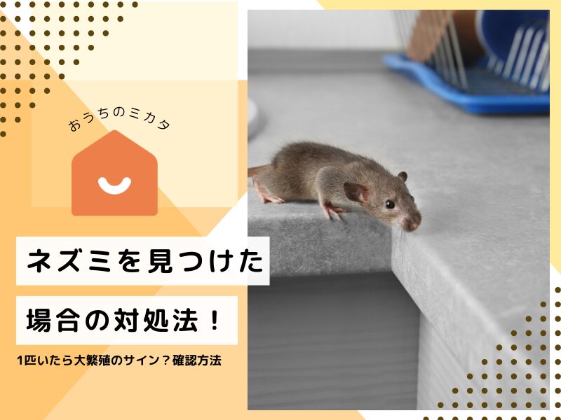 ネズミがいるか確かめる方法は？8つのラットサインと対処法｜おうちの