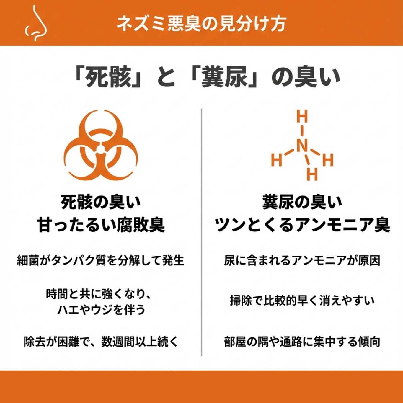 ネズミ死骸の臭いはいつまで続く?強烈な死臭の原因と処理・消臭方法を解説|おうちのミカタ