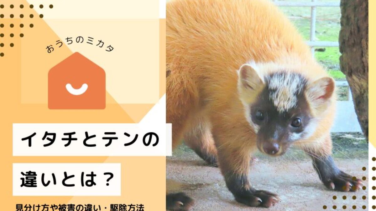 イタチとテンの違いとは？見分け方や被害の違い・駆除方法を解説