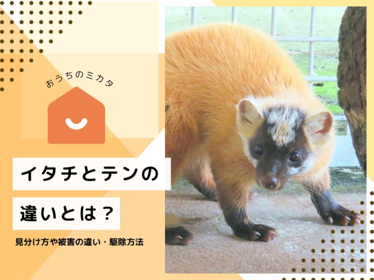 テン イタチ 違い