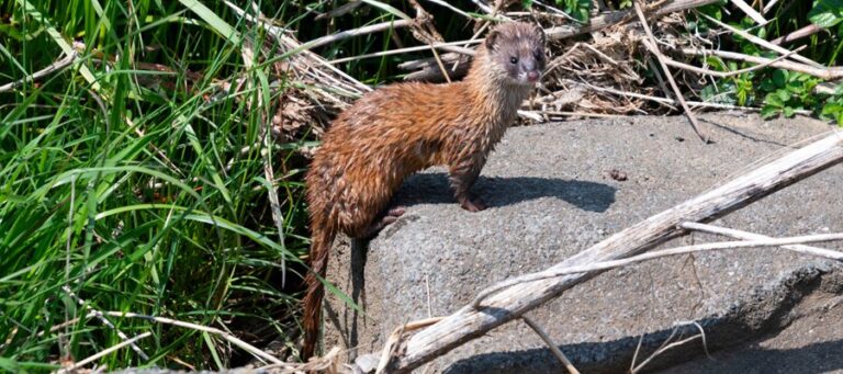 イタチの種類と分布を解説!見分け方や似ている動物との違いも紹介|おうちのミカタ