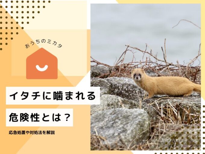 イタチに噛まれる危険性とは？応急処置や対処法を解説