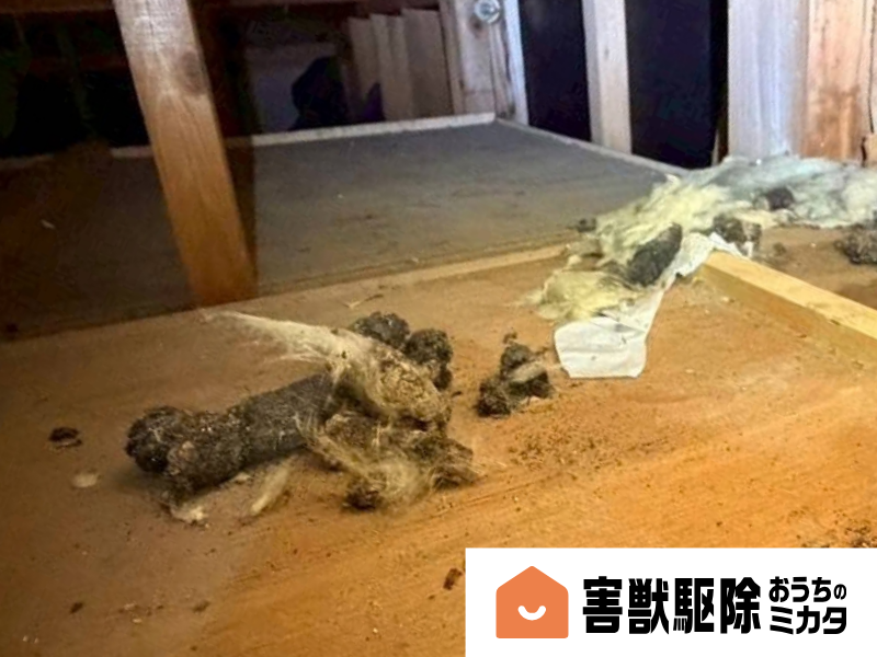ハクビシンのフンの画像③