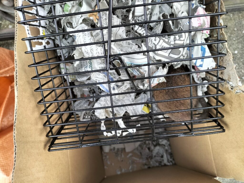 福岡市のネズミ対策工事｜Ｋ様邸 5