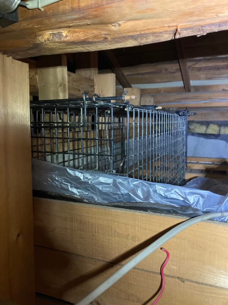 目黒区のネズミ対策工事｜T様邸 4