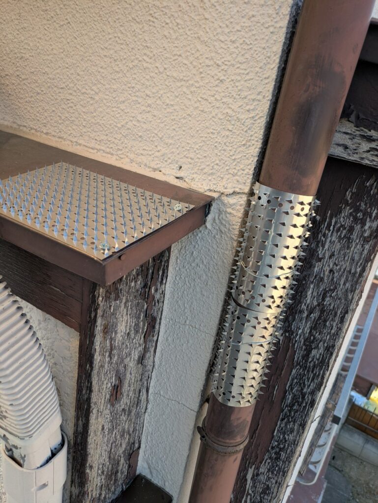 北葛飾郡のアライグマ対策工事｜Ｓ様邸 6