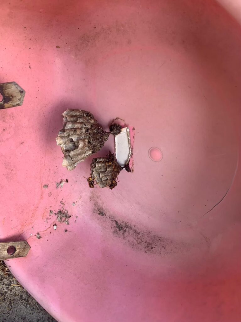 葛城市のイタチ対策工事｜Ｈ様邸 1