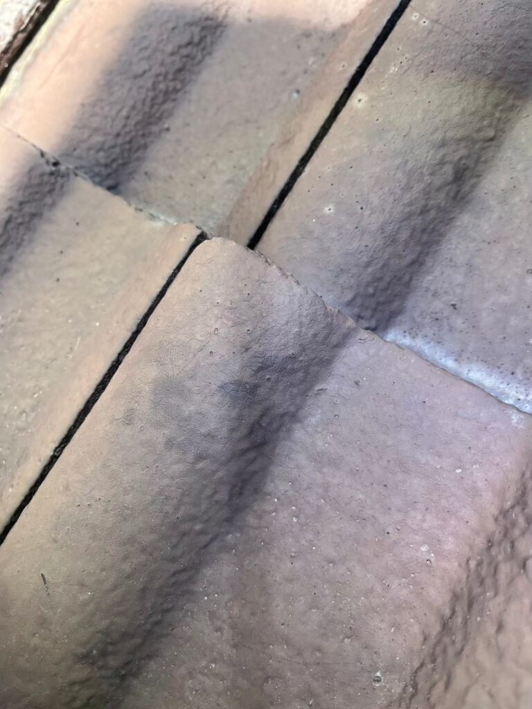 和泉市のイタチ対策工事｜Ｎ様邸 5