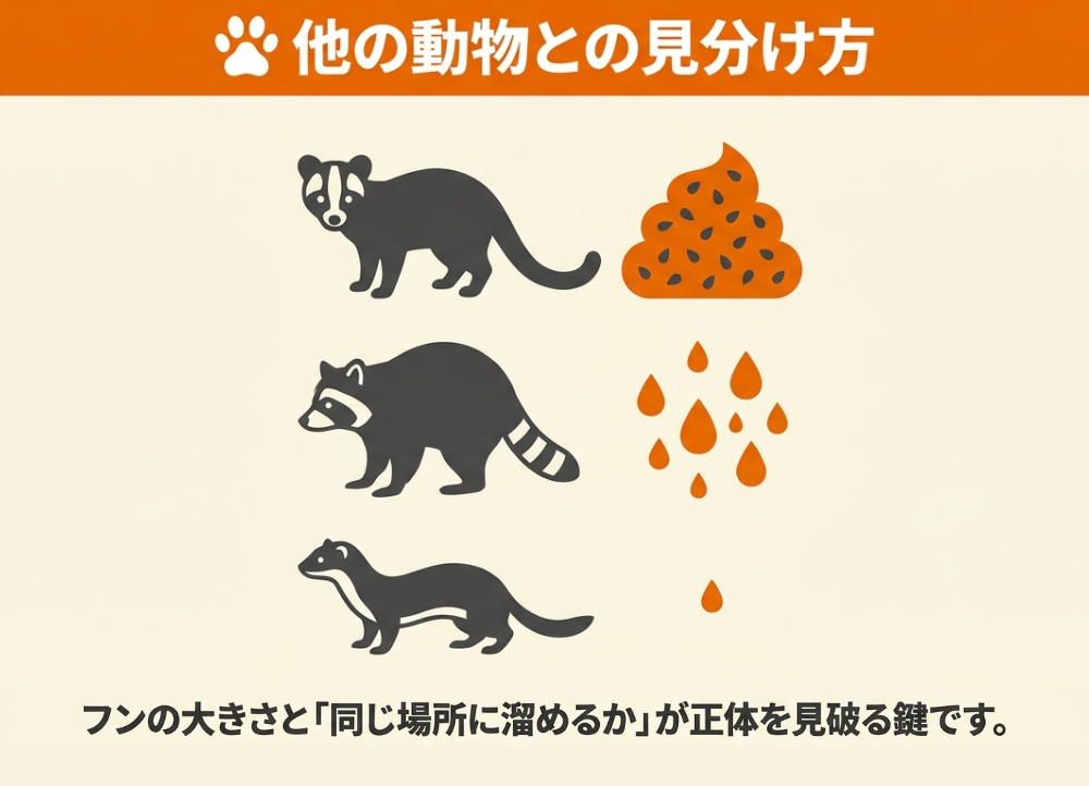 ハクビシン・アライグマ・イタチのフンの違いを比較した図解。フンの大きさと同じ場所に溜めるかどうかで見分けられる