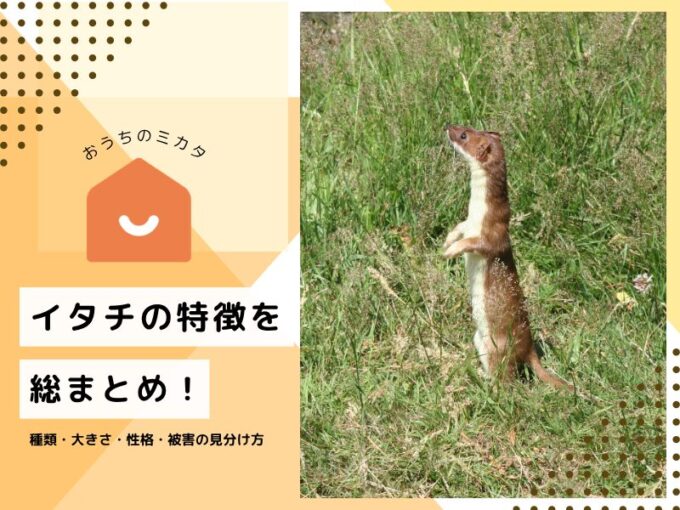イタチの特徴を総まとめ！種類・大きさ・性格から被害の見分け方まで解説