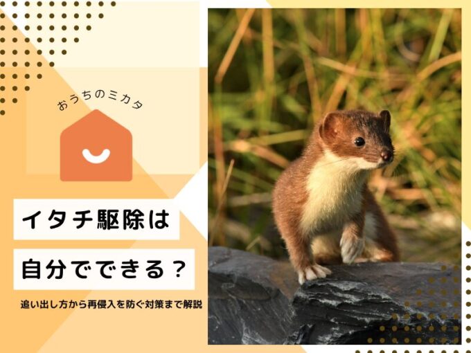 イタチ駆除は自分でできる？追い出し方から再侵入を防ぐ対策まで徹底解説