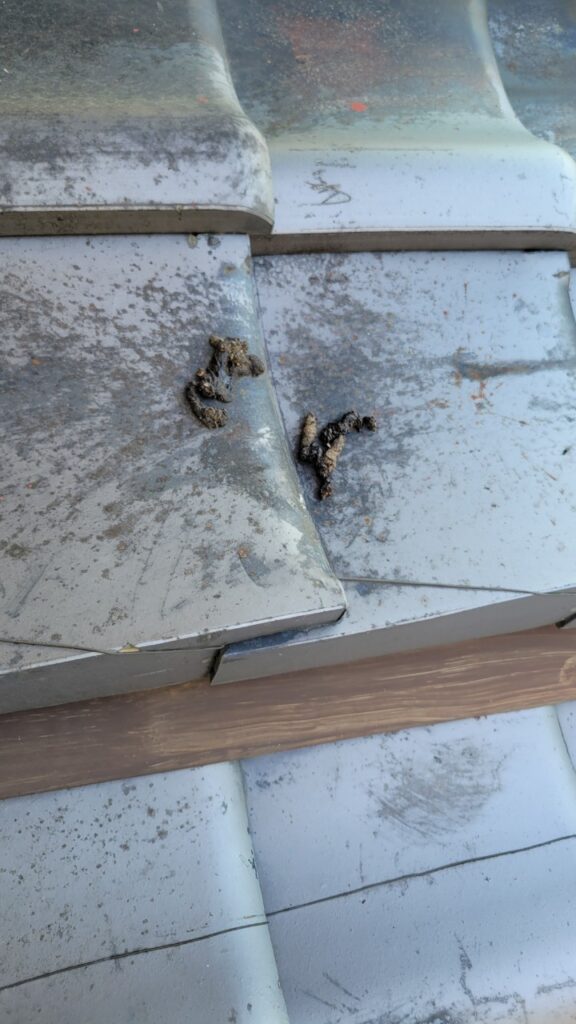 京都市のイタチ対策工事｜Ｔ様邸 14