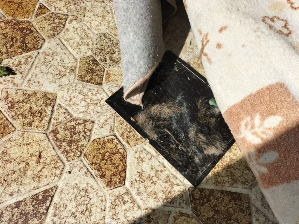 八千代市のイタチ対策工事｜Ｙ様邸 1